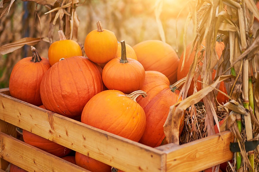 bigstock-Orange-halloween-pumpkins-on-s-386968201
