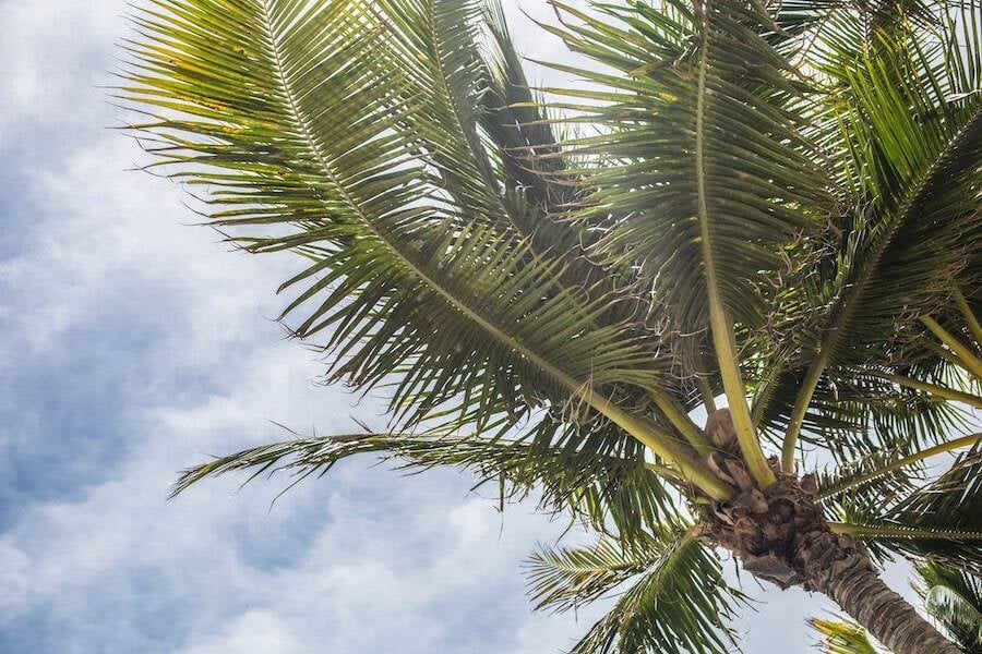 clouds-cloudy-skies-coconut-411217